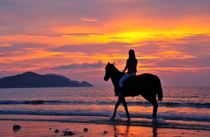 해변승마(오션호우스)