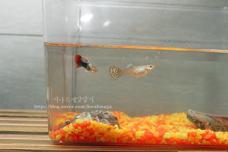 열대어 구피 키우기 구피임신증상 보여 부화통 샀어요 네이버 블로그