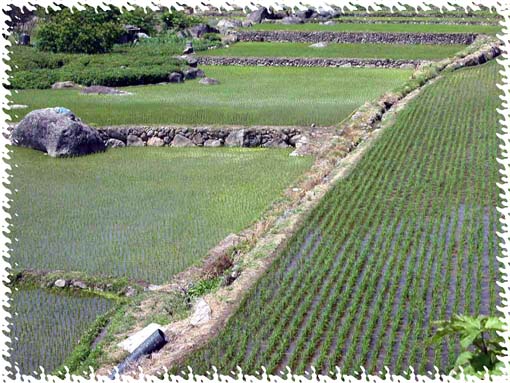 한국의 美(21) - 농토 2005/08