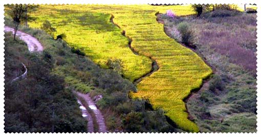 한국의 美(21)-농토(2)