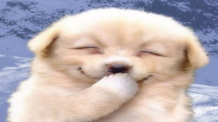미소 이미지