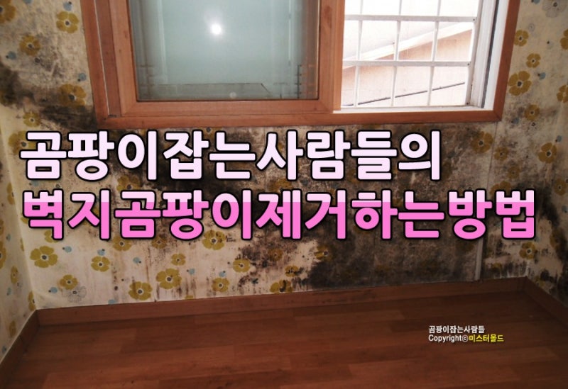 곰팡이잡는사람들의 벽지 곰팡이 제거하는 방법 3단계 네이버 블로그