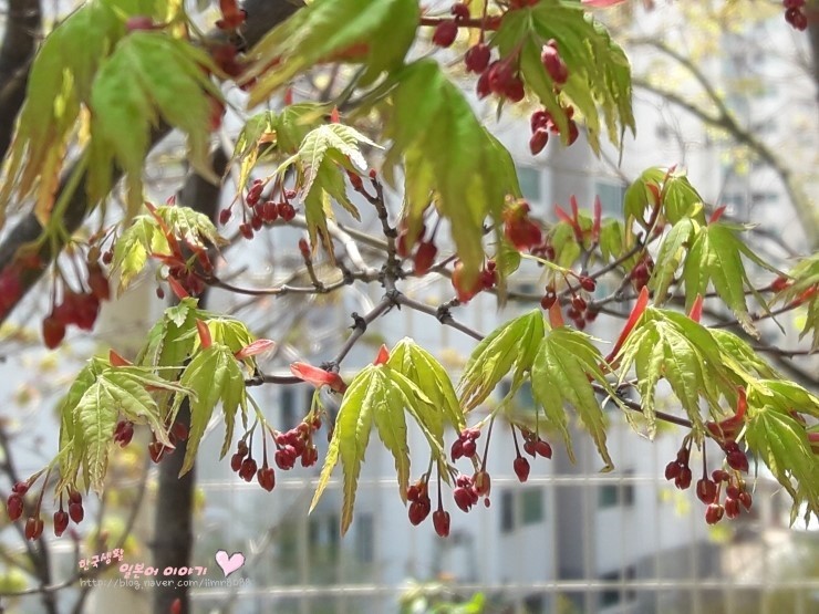 단풍나무의 꽃과 단풍나무의 꽃말 楓 カエデ の花 もみじ モミジ の花と花言葉 はなことば 네이버 블로그