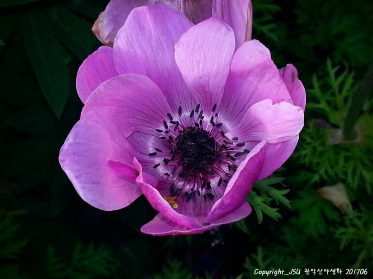 바람의꽃 이미지