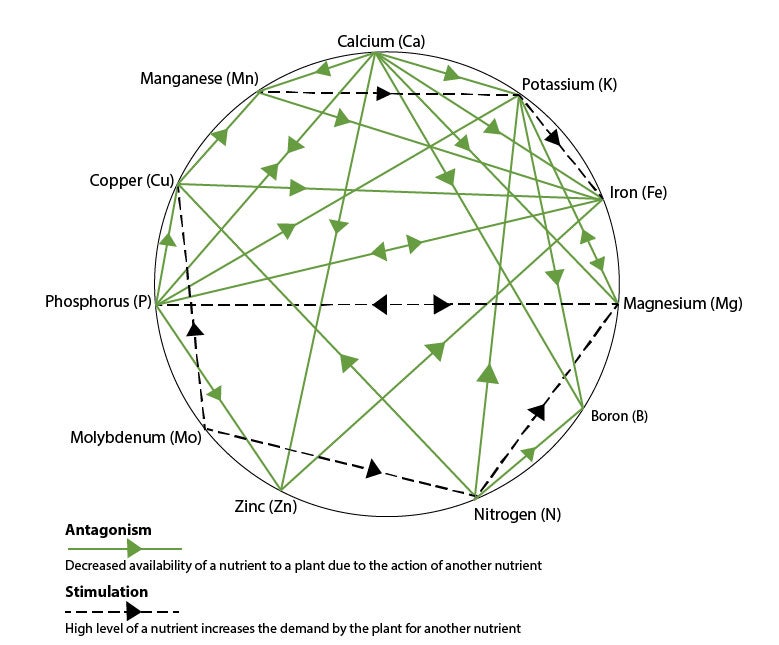 개고양이 생식에 대한 단상 칼슘 패러독스 네이버 블로그 mulder s chart of nutrient interaction